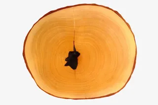 黄色光滑中心黑点的木头截面实物免抠