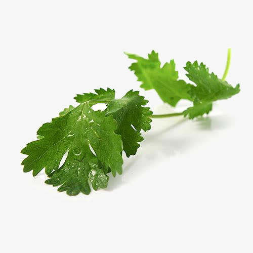 绿色香菜免抠