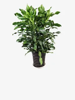 平安树图片免抠