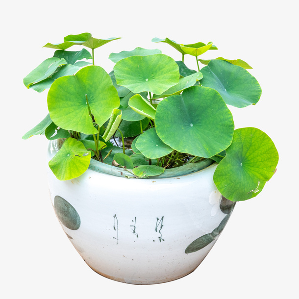 水栽荷花绿植素材免抠