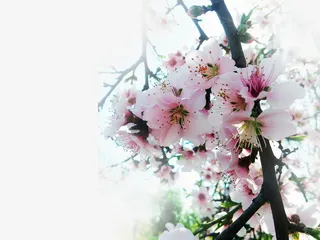 春天 草地 桃花 梨花 渐变透明元素28免抠