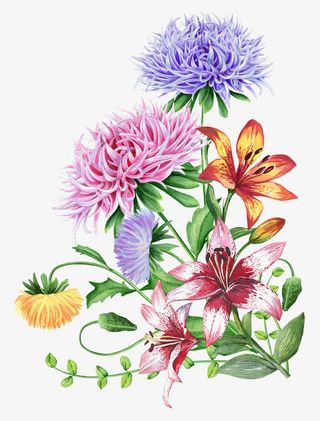 手绘水彩菊花免抠图免抠