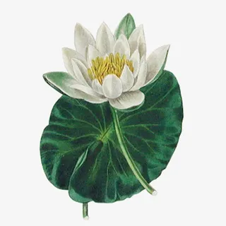 白色荷花荷叶免抠