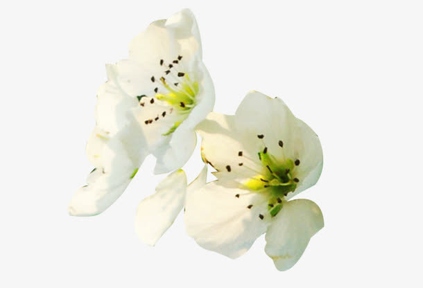 白梨花花瓣侧面图片素材免抠
