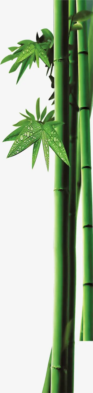 竹子绿叶端午节装饰图片免抠