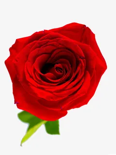 玫瑰花大骨朵图片免抠