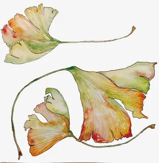 矢量干枯的银杏叶免抠