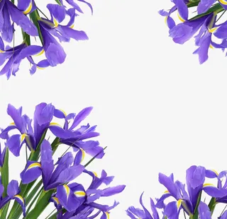 小清新鸢尾草边框免抠系列免抠