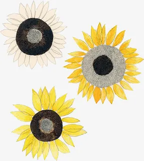 白色向日葵  黄色向日葵 手绘向日葵pn免抠