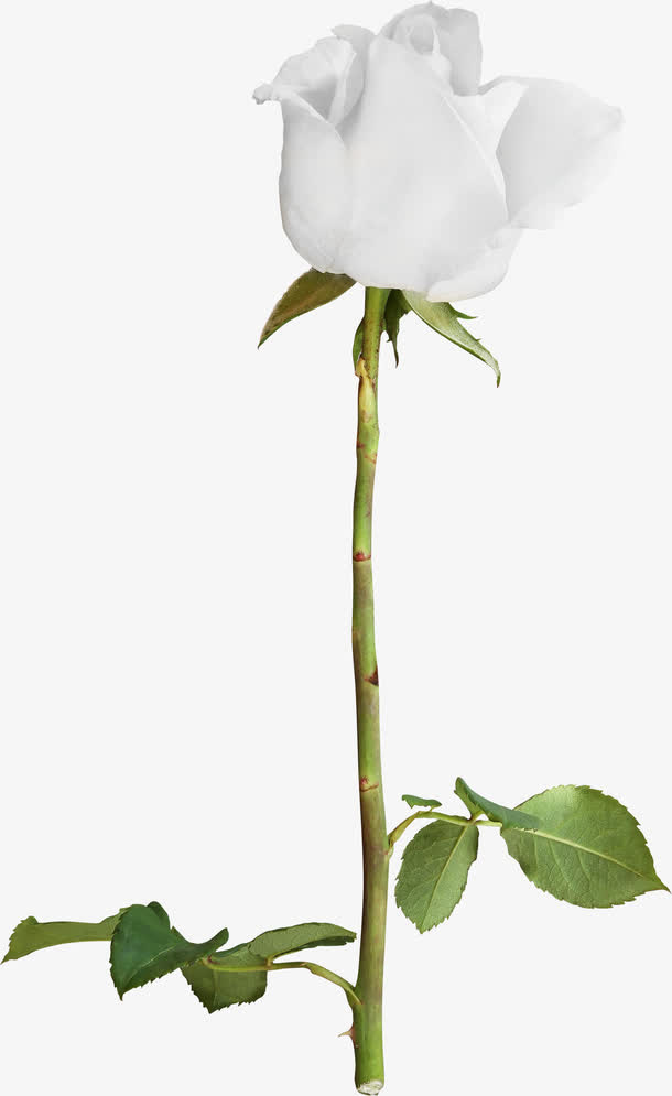 白色玫瑰花免抠