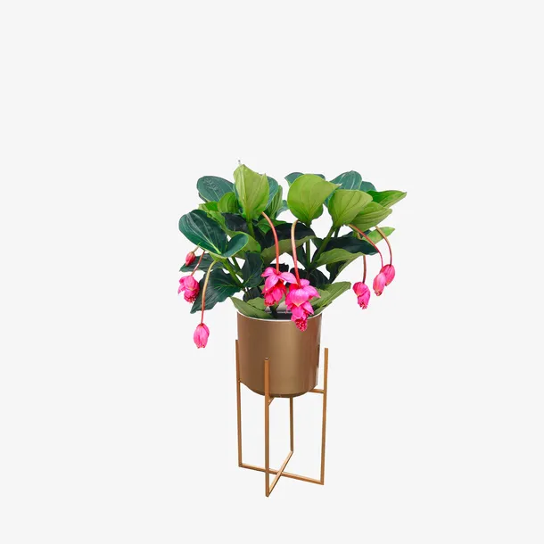 花卉绿植宝莲灯免抠