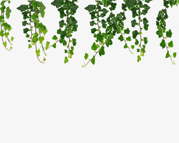 植物绿色树藤效果免抠