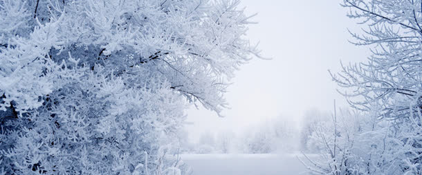 唯美冬季雪花树林免抠