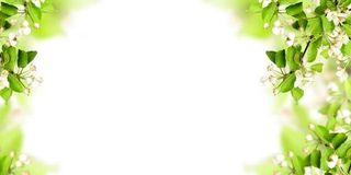 树枝花朵实用展板背景高清免抠