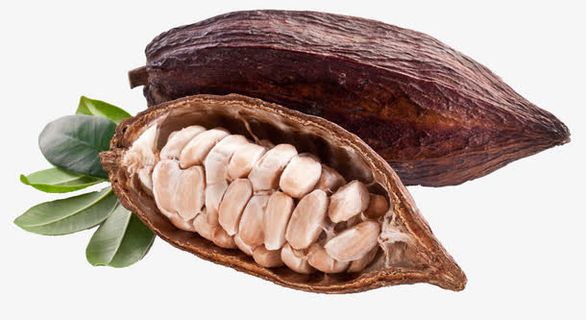 可可植物图片免抠