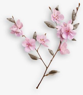 白色花瓣 绿色花枝 png素材免抠