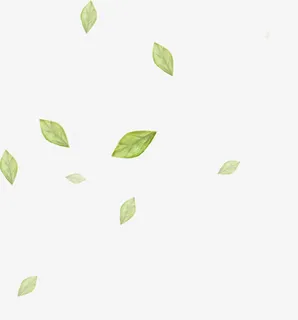 漂浮树叶免抠 漂浮树叶免抠