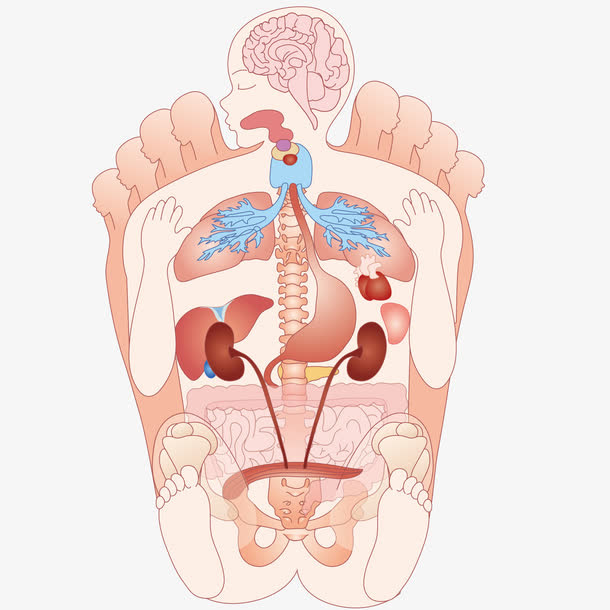 人体结构脚底反射区示意图矢量免抠
