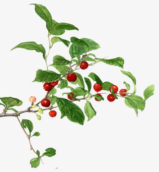 手绘绿叶山楂免抠