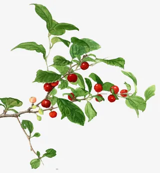 手绘绿叶山楂免抠