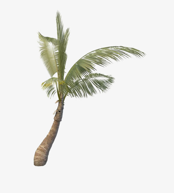 热带植物素材免抠
