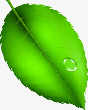 手绘绿色树叶脉络水滴免抠