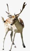 麋鹿免抠