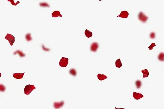 红色玫瑰花高清背景免抠素材