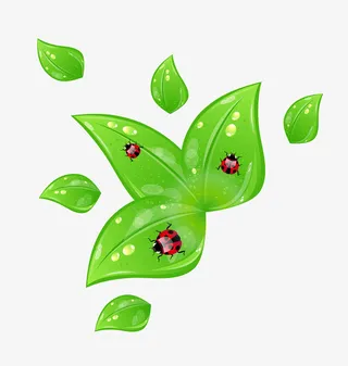 卡通叶子水滴瓢虫免抠