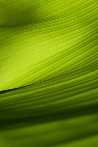 绿色春天树叶高清