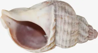 棕色漂亮海螺免抠