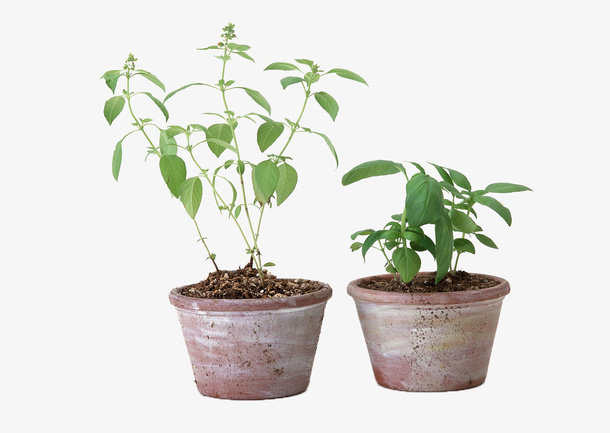 植物盆栽免抠