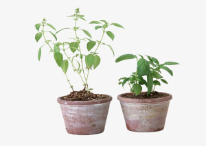 植物盆栽免抠