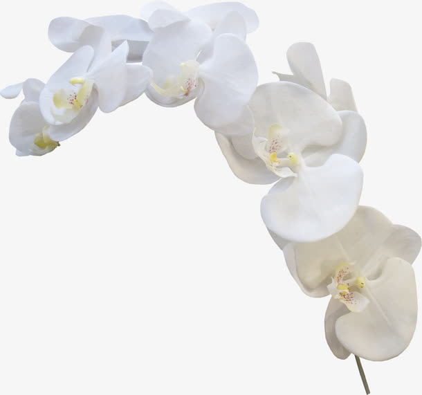 白色兰花免抠