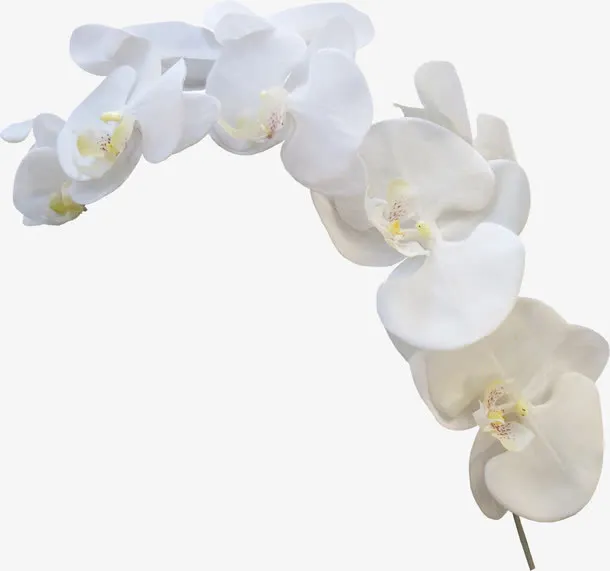 白色兰花免抠