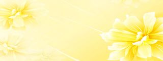 黄色花朵背景高清
