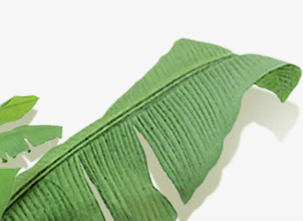 春天绿色植物大叶子免抠
