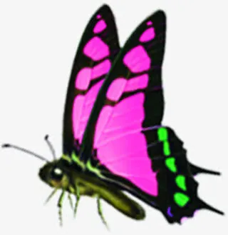 粉色卡通蝴蝶七夕免抠