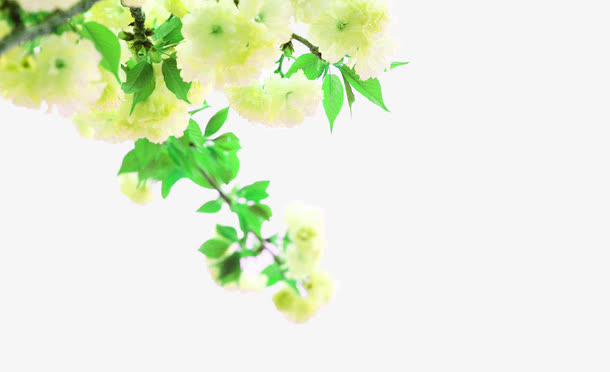 牡丹花免抠