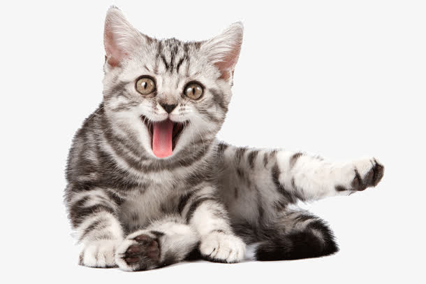 小猫叫唤免抠