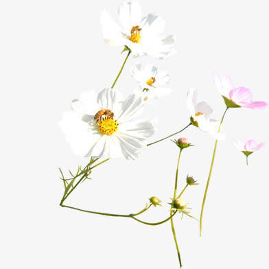 白色唯美花瓣蜜蜂设计免抠