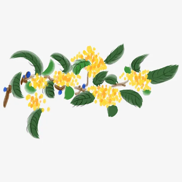 手绘桂花 桂花免抠