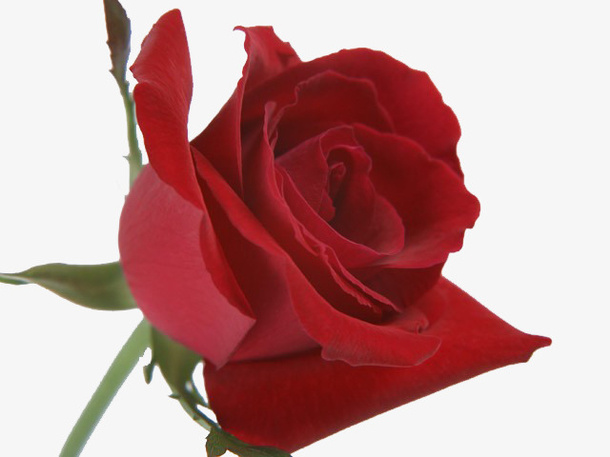 暗红的情侣花免抠