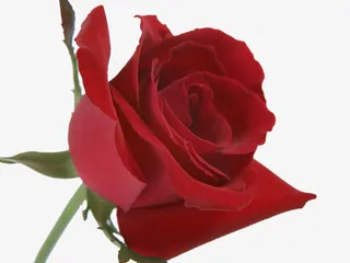 暗红的情侣花免抠