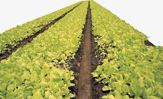 菜园子生菜免抠