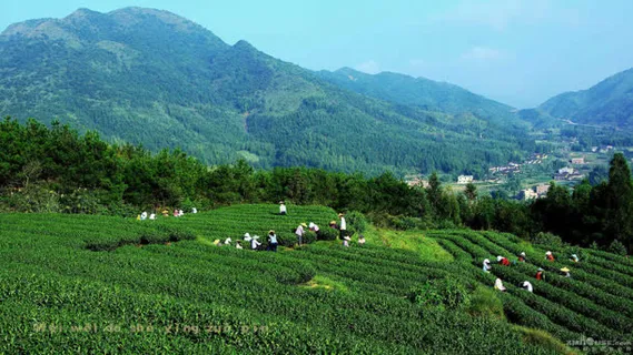 绿茶茶园茶农采撷免抠