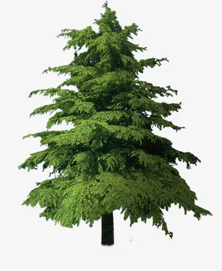 免扣素材——雪松免抠