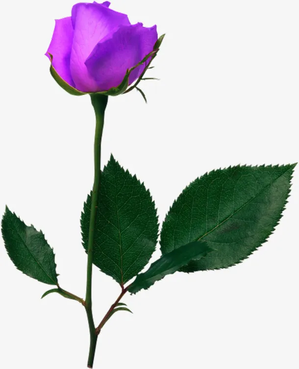 紫色花朵免抠