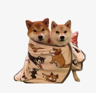 免抠素材柴犬图片免抠