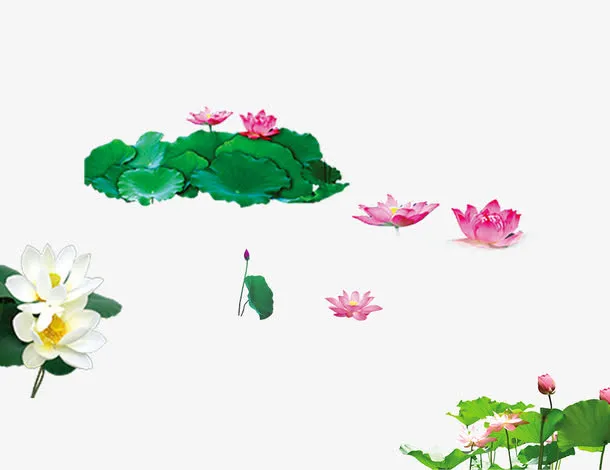 荷花荷叶免抠